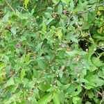 Lessingianthus saltensis Hábito