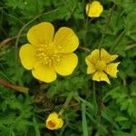 Ranunculus orthorhynchus Fleur