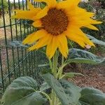 Helianthus annuusЦветок