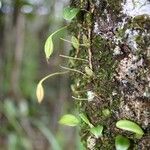 Bulbophyllum ngoyense Habit