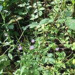 Epilobium ciliatum Habitus