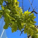 Quercus bicolor 花