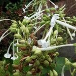 Nicotiana sylvestris 花