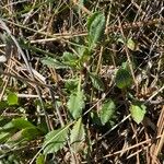 Grindelia hirsutula Fuelha