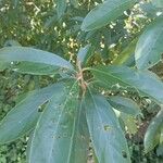 Nectandra cissiflora Листок