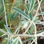 Solanum elaeagnifolium Bark