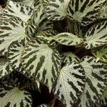 Begonia imperialis Leaf