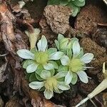 Rhodiola pachyclados Λουλούδι