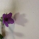 Erodium malacoides 花