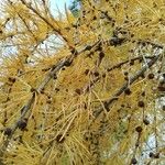 Larix decidua পাতা