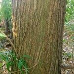 Acacia auriculiformis Bark