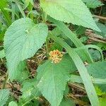 Lantana horrida Habit