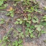 Vigna trilobata Hoja