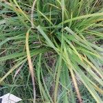 Carex vulpina List