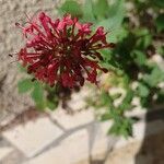 Centranthus ruberFlor