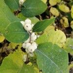 Symphoricarpos albusGyümölcs