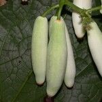 Gurania coccinea Fruit