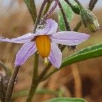 Solanum lanzae Blüte