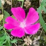 Callirhoe involucrata Flor