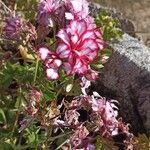 Pelargonium peltatum फूल