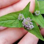 Persicaria nepalensis 花