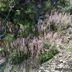 Heuchera caespitosa Habitatea