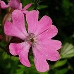 Silene pendula Blomst