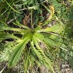 Plantago serraria Frunză