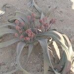 Welwitschia mirabilis Blatt