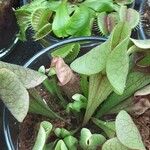 Sarracenia flava Likasa