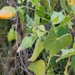 Abutilon grandifolium Hábito