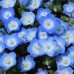 Nemophila menziesii 花