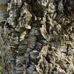 Quercus suber Corteccia