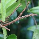 Acalypha integrifolia Lorea