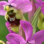 Ophrys tenthredinifera Цвят