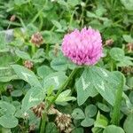 Trifolium pratense Pokrój