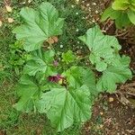 Malva arboreaFoglia