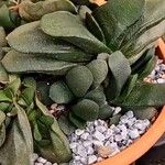 Gasteria glomerata 葉