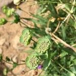 Bupleurum angulosum Flower