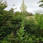 Verbascum lychnitis Tervik taim