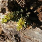 Sedum litoreum Habitat