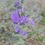 Caryopteris × clandonensisFloare