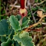 Aristolochia bracteolata 花