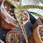 Aloe zebrina 葉