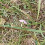 Dianthus campestris Virág
