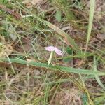 Dianthus campestris Flower