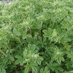 Potentilla valderia Leaf