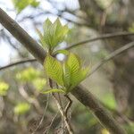 Clethra fargesii Leaf