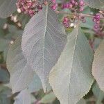 Callicarpa bodinieri Листок