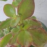 Crassula multicava Leaf